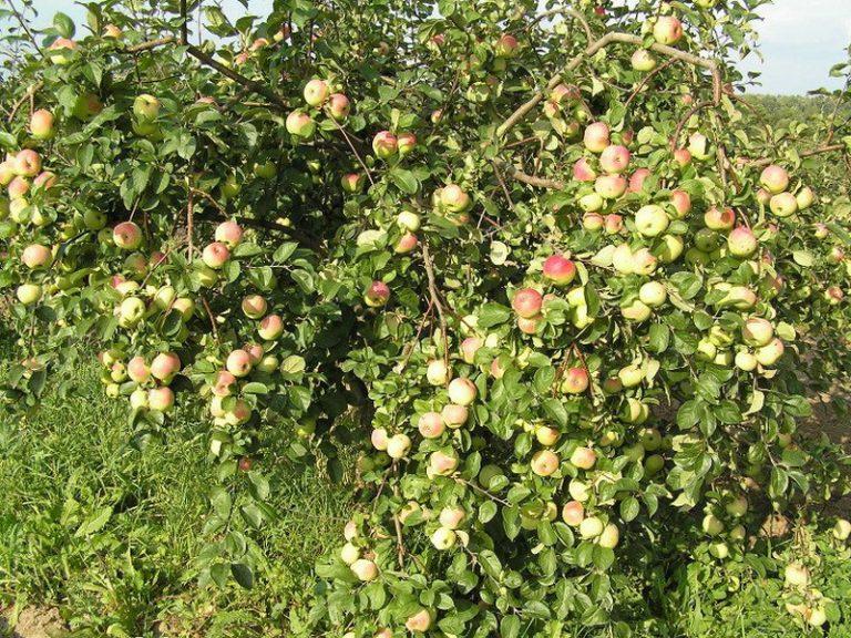 ต้นแอปเปิ้ลที่เดชา