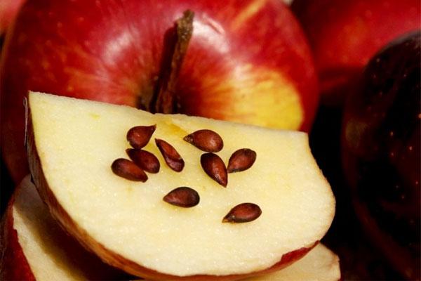 เมล็ดแอปเปิ้ล