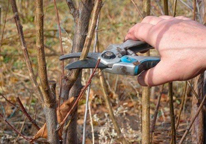 การตัดแต่งกิ่งพลัม