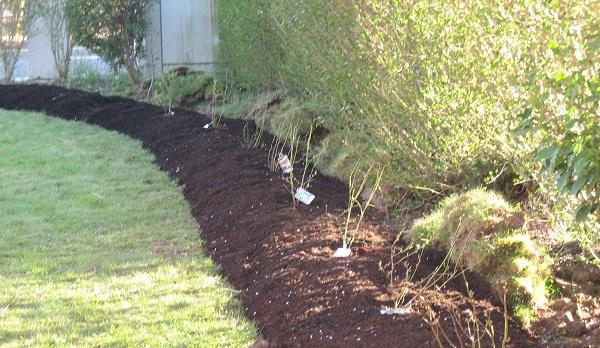 การปลูกและดูแลบลูเบอร์รี่