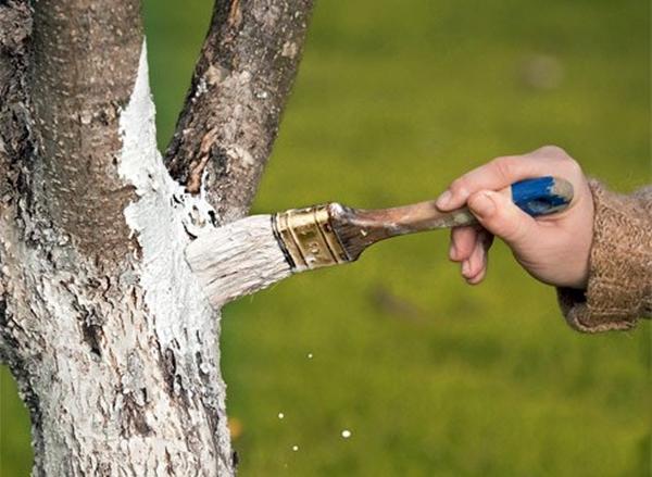 ไวท์วอชเชอร์รี่