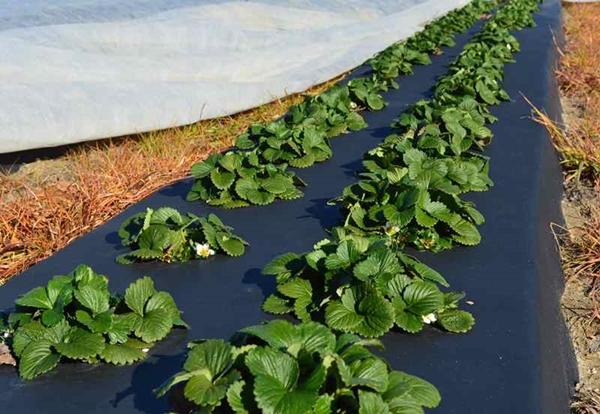 การคลุมสตรอเบอร์รี่ด้วยผ้า