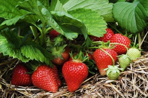 สตรอเบอร์รี่คาร์ดินัล