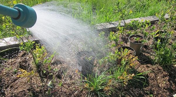 การรดน้ำบลูเบอร์รี่