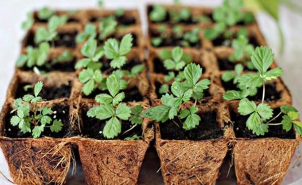 การขยายพันธุ์สตรอเบอร์รี่ด้วยเมล็ด