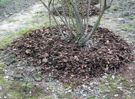 Paillage des myrtilles