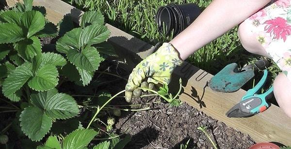 การแบ่งสตรอเบอร์รี่โดยใช้รางวิ่ง