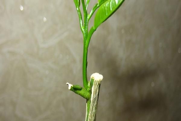 การเสียบยอดมะนาว