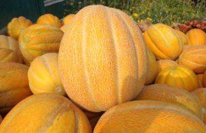 คำอธิบายและเทคโนโลยีการเพาะปลูกแตงโมพันธุ์เอธิโอเปีย