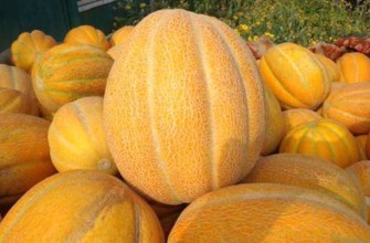 แตงโมเอธิโอเปีย