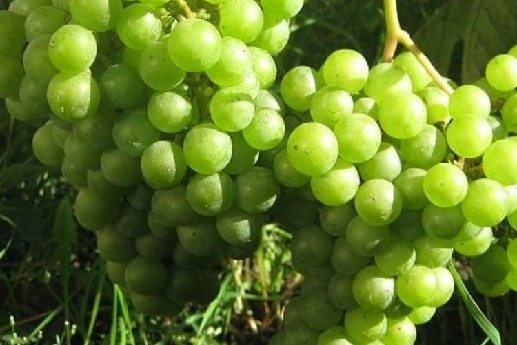 องุ่นในสวน