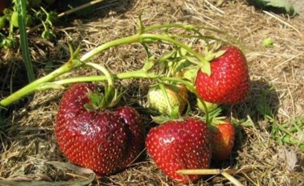 Semis de guirlandes de fraises