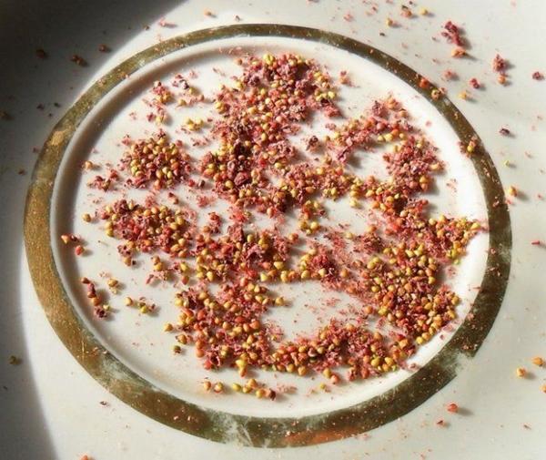 Diviser les fraises par graines