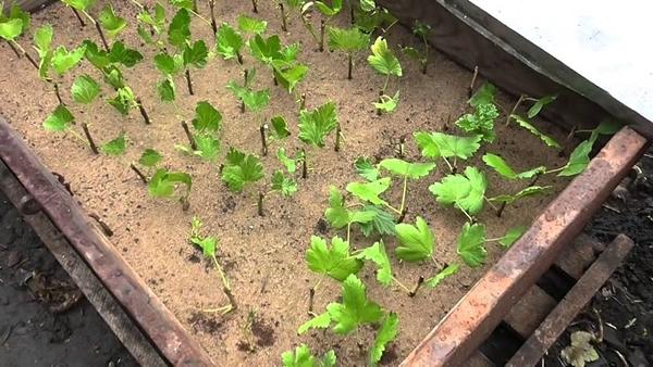 การขยายพันธุ์เชอร์รี่