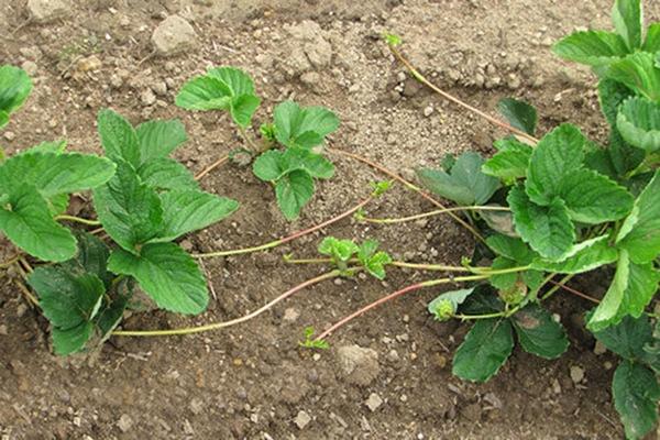 การแบ่งหนวดเครา