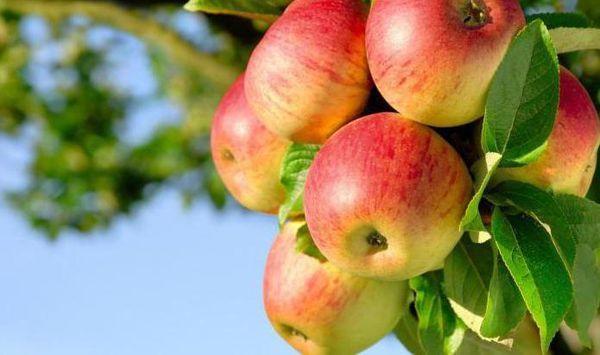 การดูแลต้นแอปเปิ้ล