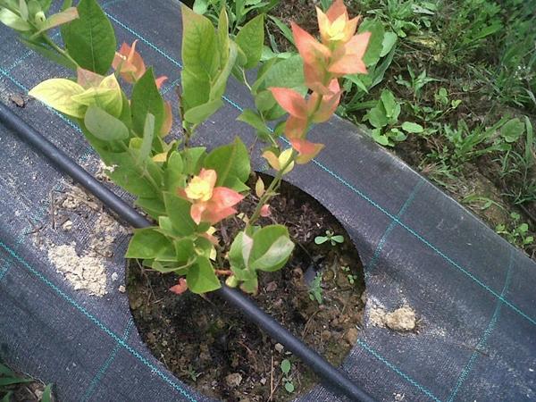 การคลุมดินบลูเบอร์รี่