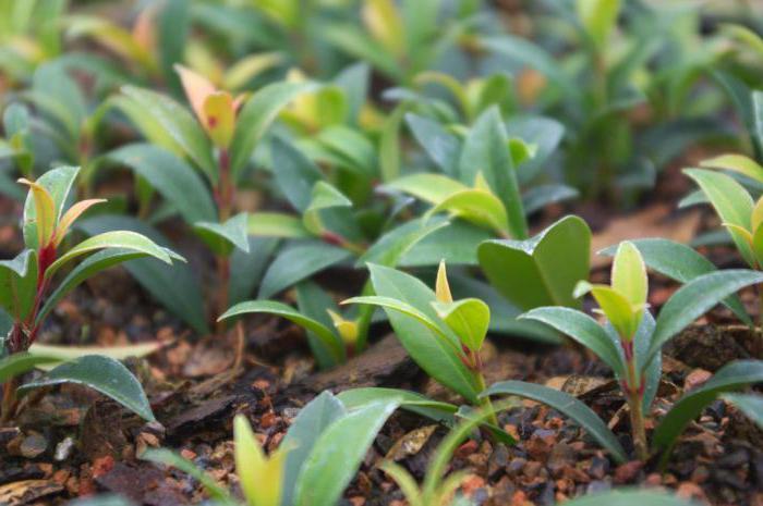 การขยายพันธุ์โดยการปักชำ