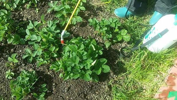 การพ่นสเปรย์สตรอเบอร์รี่