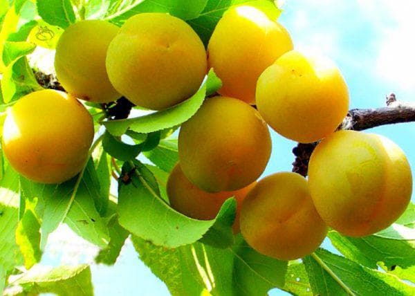 พลัมหวาน