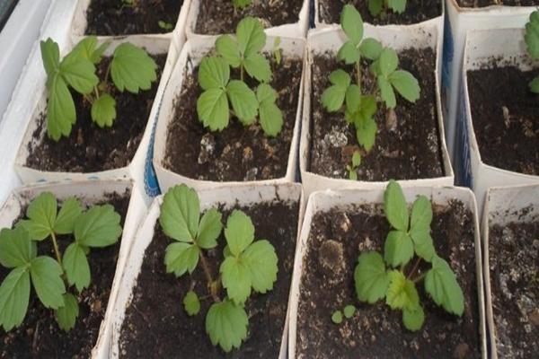 การปลูกสตรอเบอร์รี่จากเมล็ด