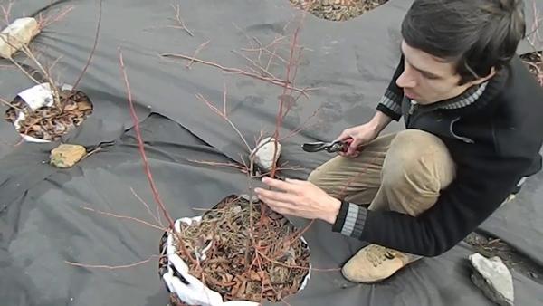 การตัดแต่งกิ่งบลูเบอร์รี่