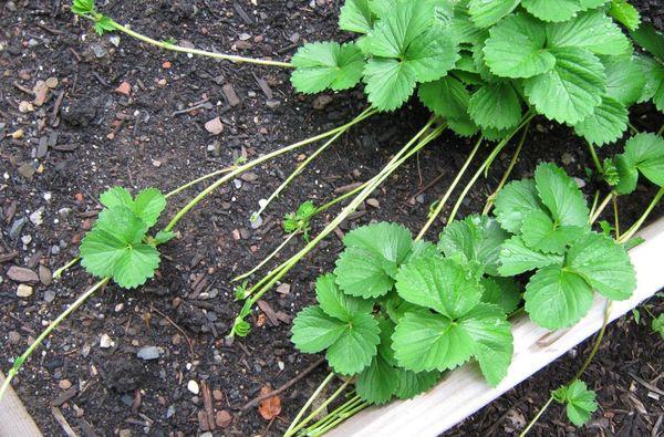 propagation des fraises par stolons
