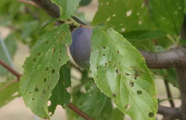 โรคและแมลงศัตรูพืชของพลัม