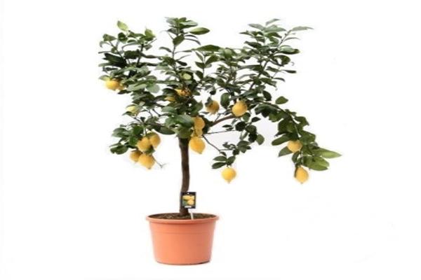 ต้นมะนาว