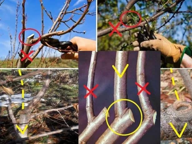 การตัดแต่งกิ่งพลัม