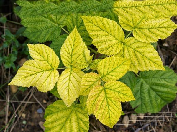 ใบเหลืองบนสตรอเบอร์รี่