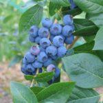 บลูเบอร์รี่นอร์ทแลนด์