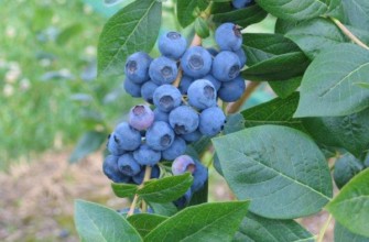 บลูเบอร์รี่นอร์ทแลนด์