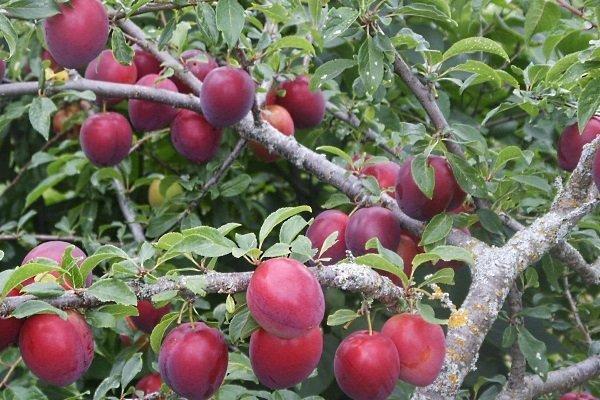 เชอร์รี่พลัมที่เดชา