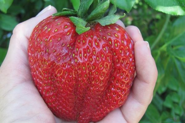 เนลลี่จูบสตรอเบอร์รี่