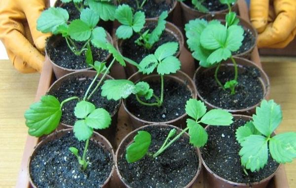 propagation des fraises par graines