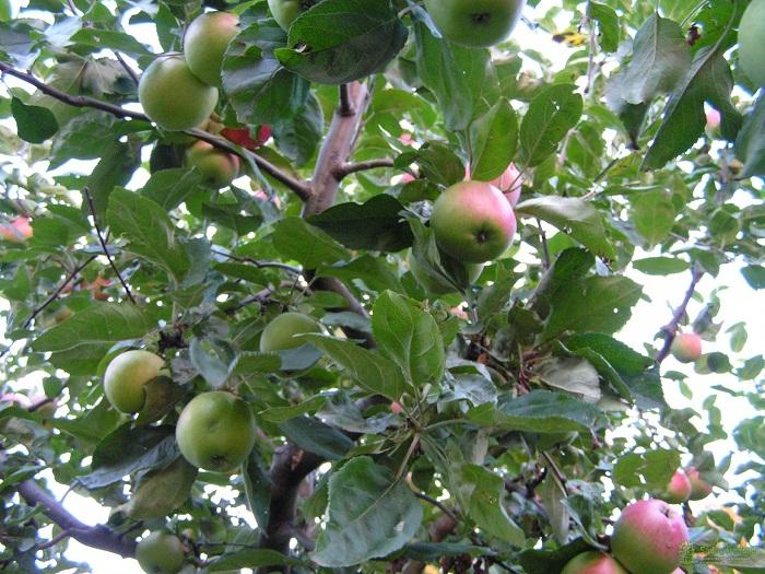 ต้นแอปเปิ้ลดวงอาทิตย์