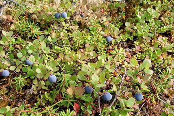 โรคฟิซาโลสปอโรซิส