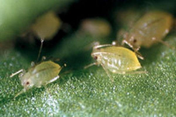 เพลี้ยอ่อนบนบลูเบอร์รี่