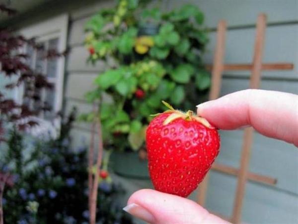 Guirlande de fraises dans les mains