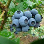 บลูเบอร์รี่ เดนิส บลู