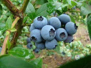 คำอธิบายพันธุ์บลูเบอร์รี่ Denis Blue และความละเอียดอ่อนในการปลูก