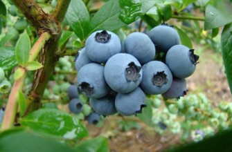 บลูเบอร์รี่ เดนิส บลู