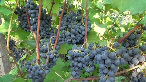 พันธุ์องุ่นเทคนิค