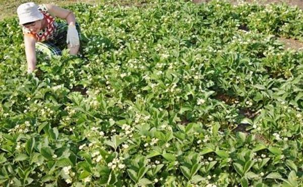 ต้นสตรอว์เบอร์รีพันธุ์ 'สโลนโนก'