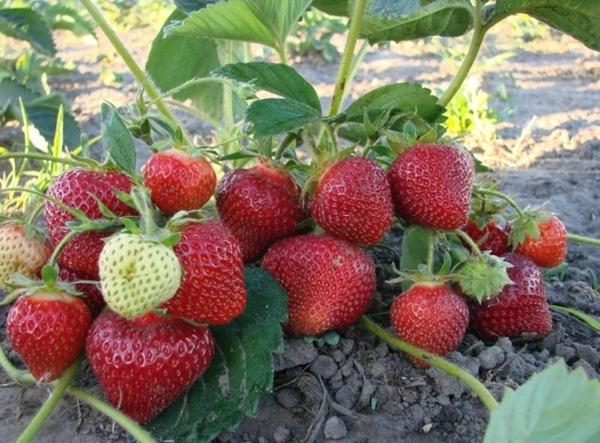 Fraises du jardin