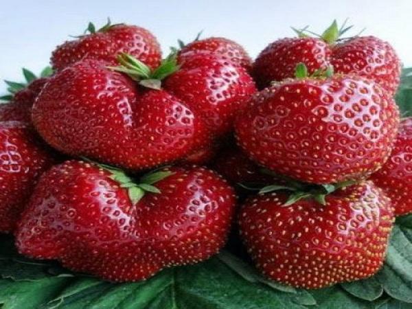 สตรอเบอร์รี่ โดย Wim Tarde