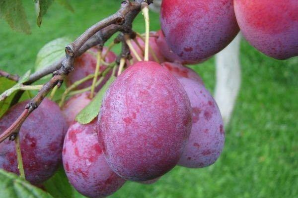 ลูกพลัมในสวน