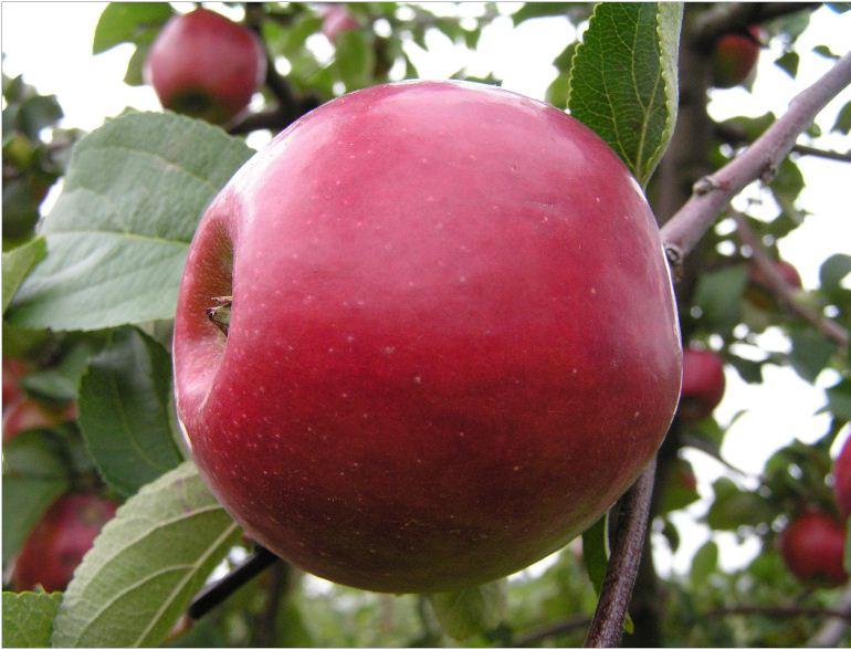 variété de pommier