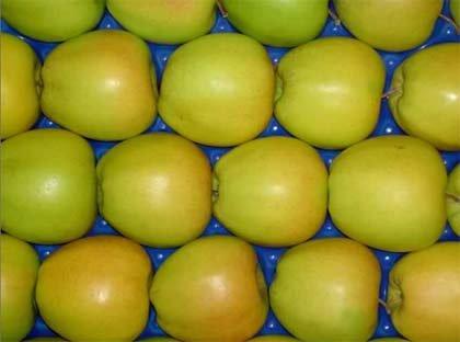 การเก็บเกี่ยวต้นแอปเปิลมุตสึ